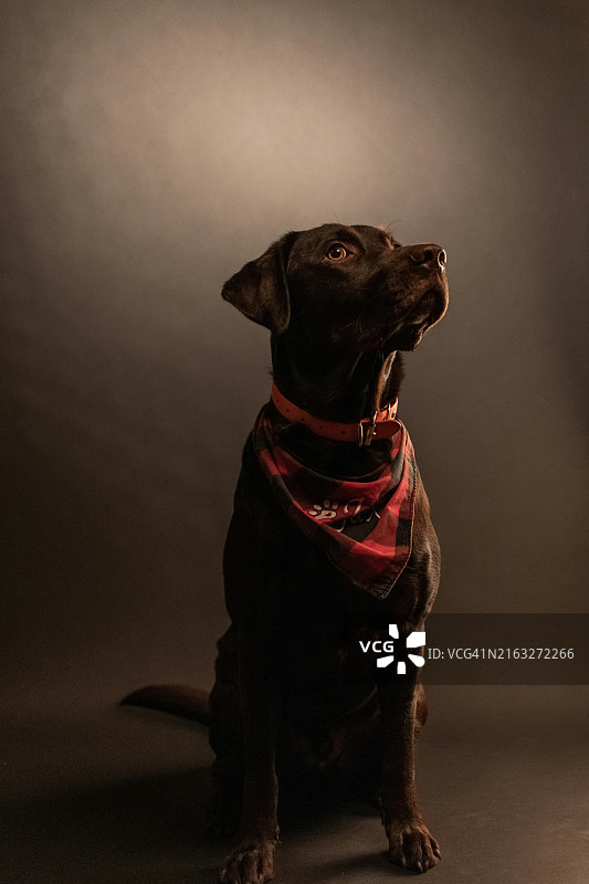 拉布拉多寻回犬靠墙坐着特写图片素材