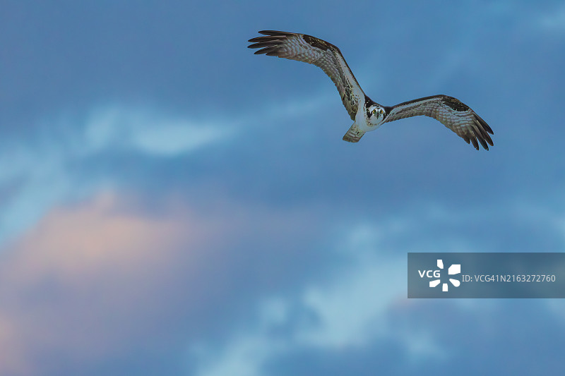 仰视视角下飞翔的鹈鹕，美国佛罗里达州圣彼得堡图片素材