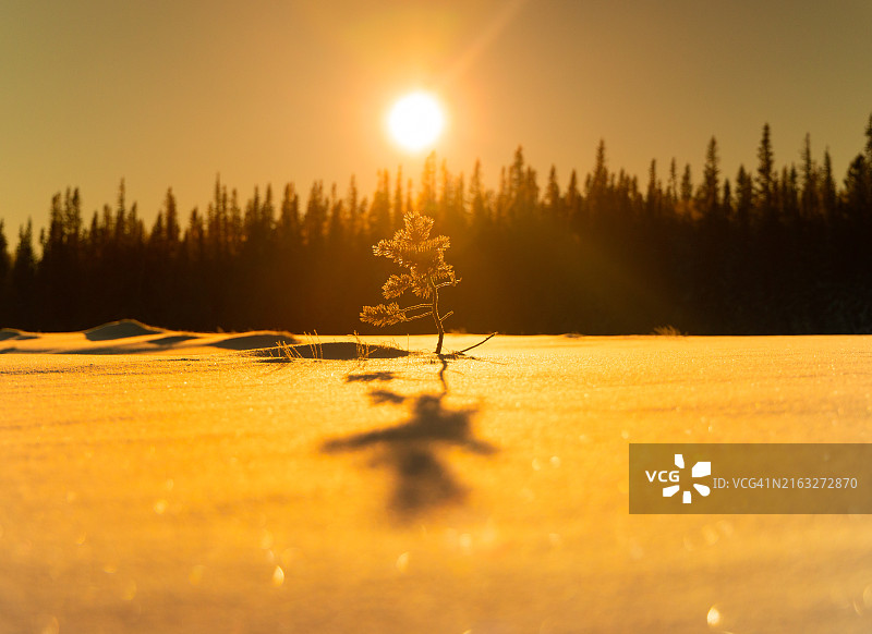 瑞典雪地荒野日出时分的北欧小树图片素材