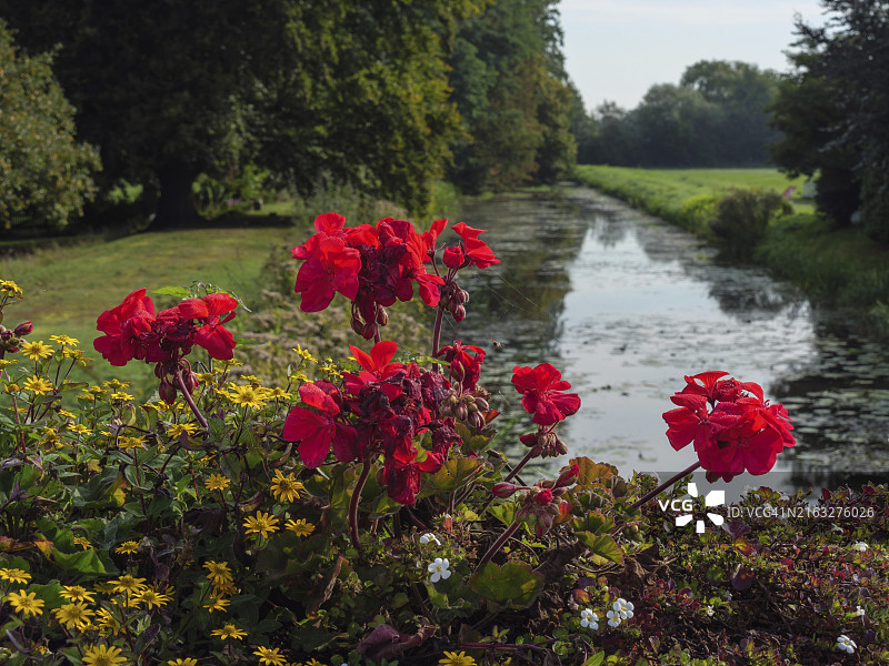 前景是红花，背景是运河和树木，宁静祥和的风景，德国威斯特法伦马林塔尔图片素材