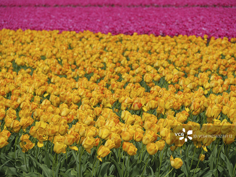 阿姆斯特丹，荷兰，背景中一排粉色郁金香，黄色郁金香占据主导地位图片素材