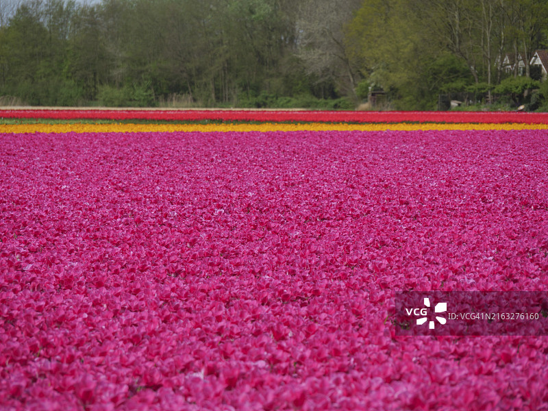 阿姆斯特丹盛开的粉色郁金香花田图片素材