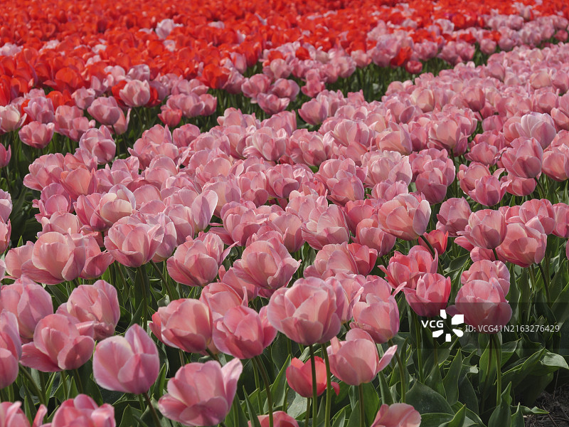 荷兰阿姆斯特丹风光图片素材