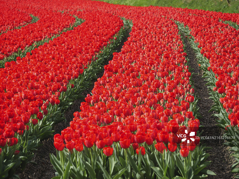 荷兰阿姆斯特丹红色郁金香花田图片素材