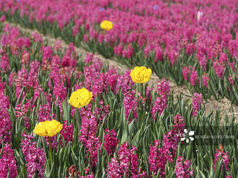 荷兰阿姆斯特丹，粉色风信子和黄色郁金香盛开的广阔田野图片素材