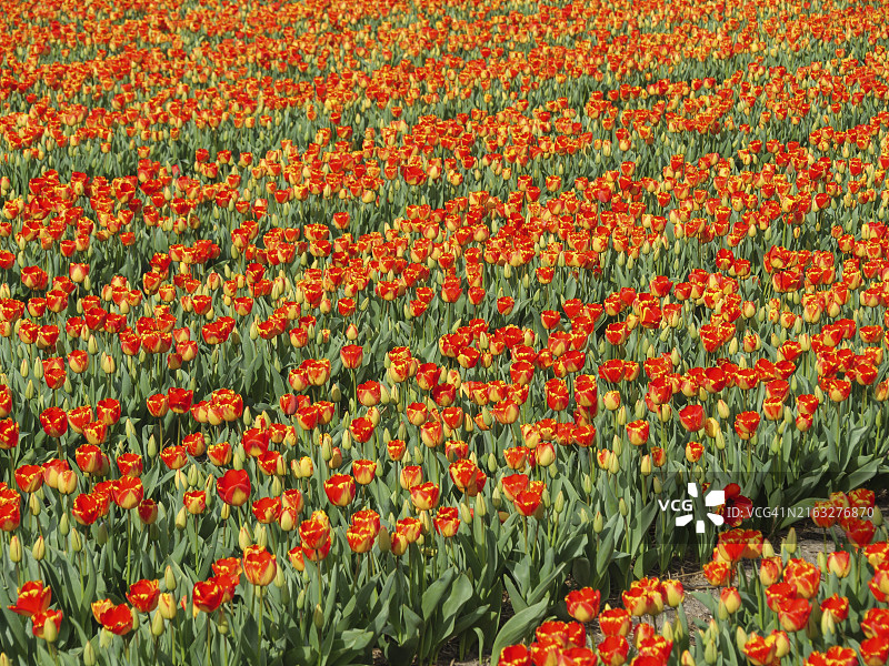 阳光明媚的日子里，荷兰阿姆斯特丹盛开的红色和橙色郁金香花田图片素材