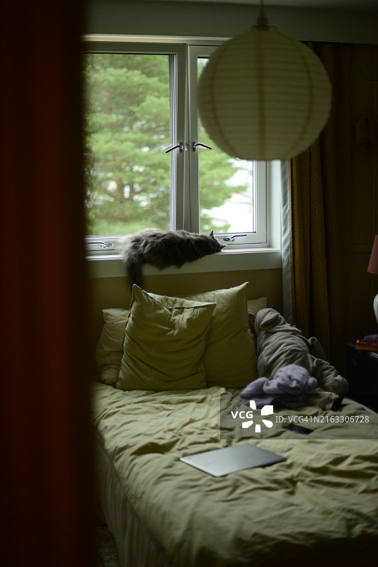 在窗台上睡觉的黑猫图片素材