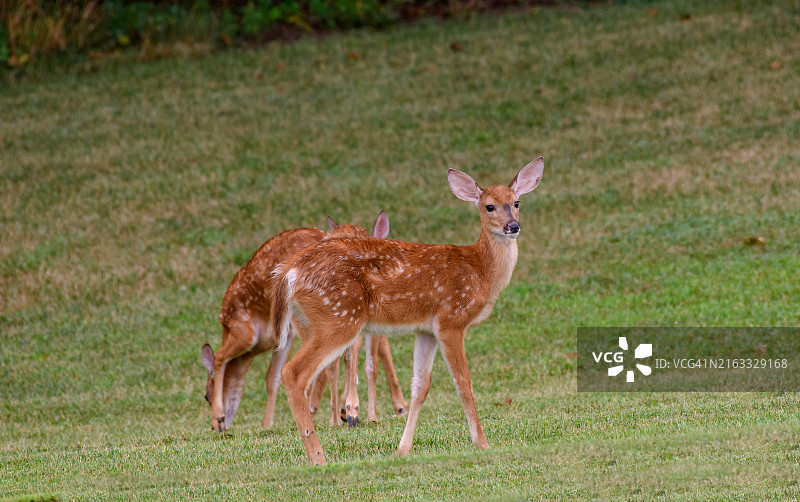 白尾鹿双胞胎幼崽图片素材