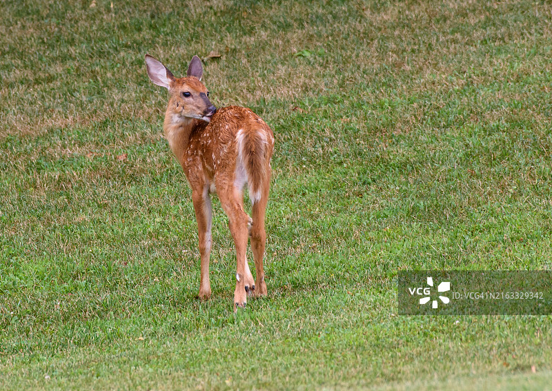 白尾鹿幼鹿图片素材