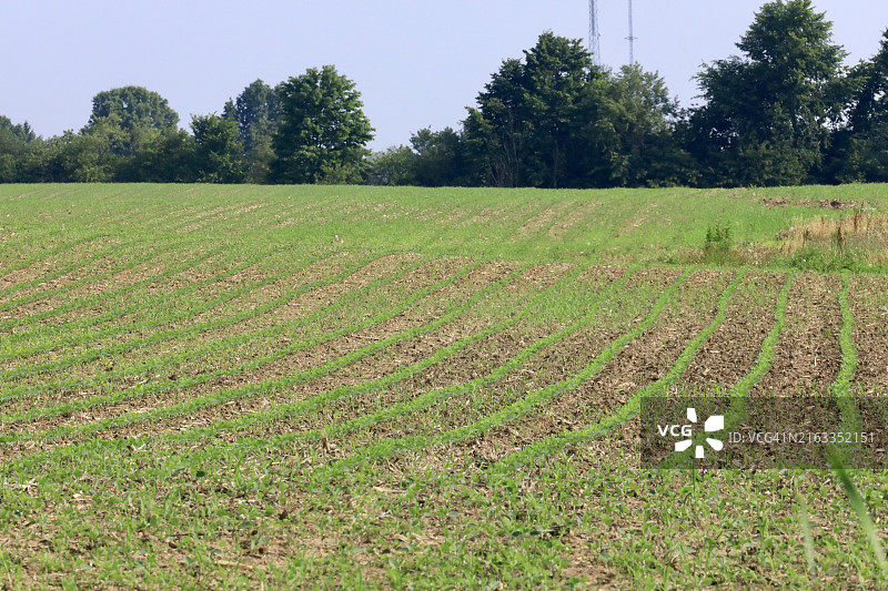 农田里成排生长的农作物图片素材
