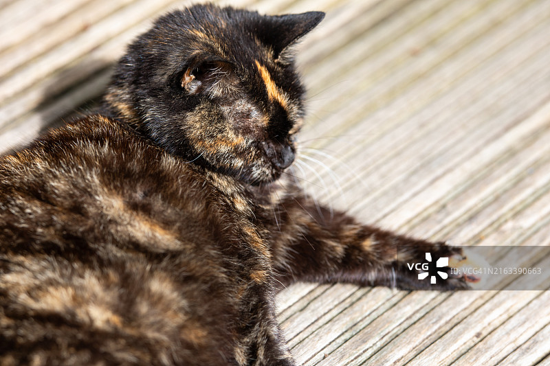 宠物猫图片图片素材