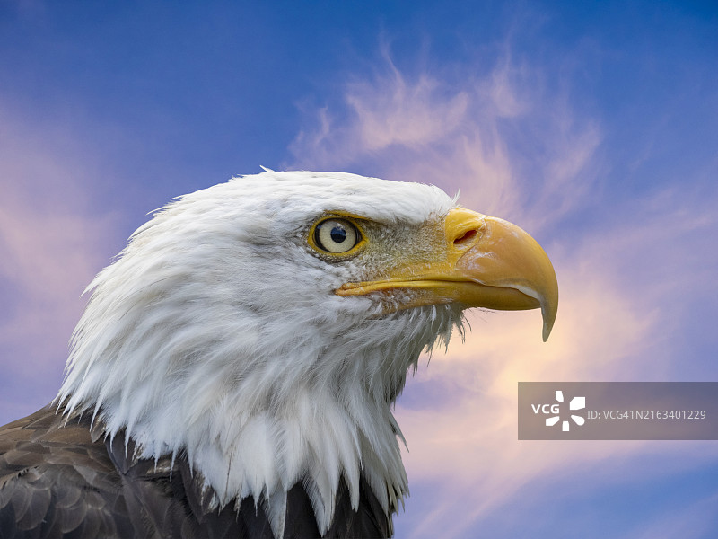 日落时分的白头海雕肖像，比利牛斯山，法国图片素材
