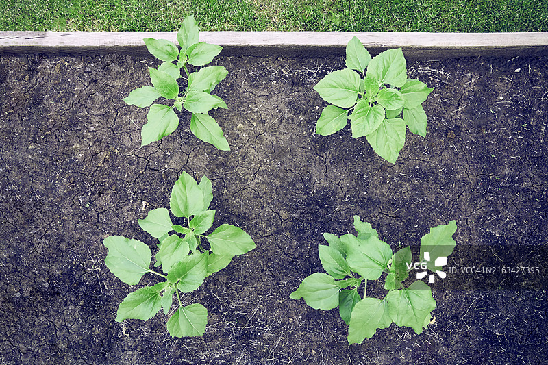 花园里的向日葵幼苗图片素材