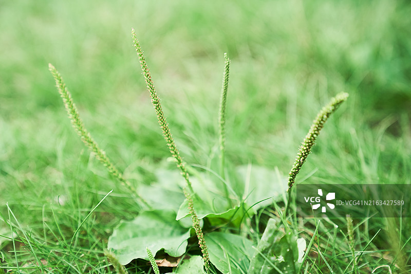 草地里的车前草图片素材