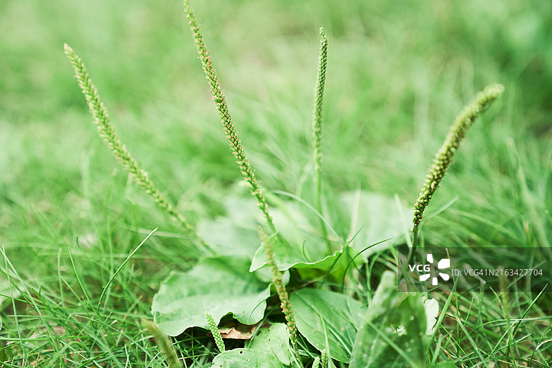草地里的车前草图片素材