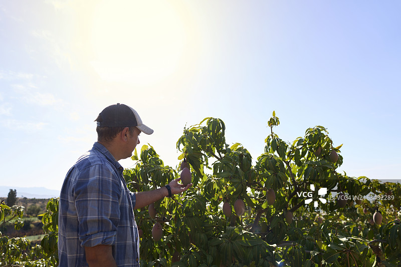 中年男子在采摘前检查树上的芒果图片素材
