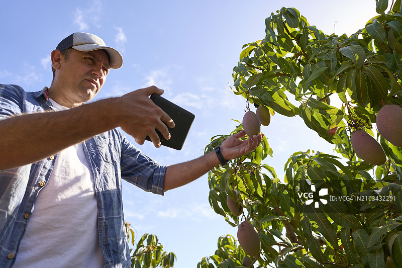 中年男子在采摘前检查树上的芒果图片素材