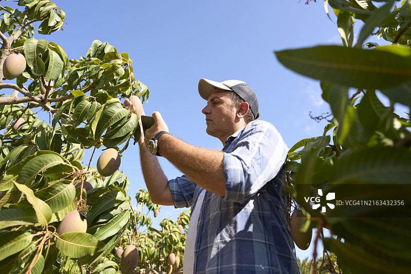 中年男子在采摘前检查树上的芒果图片素材