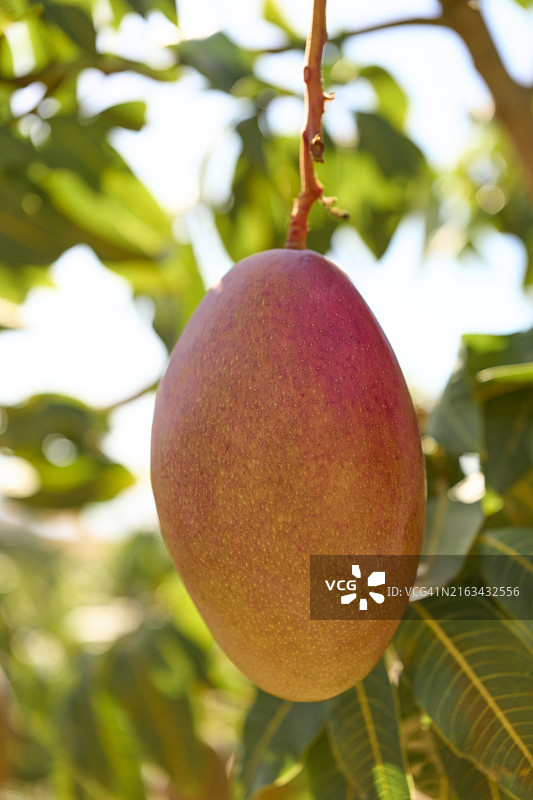 悬挂在芒果树上的成熟芒果图片素材