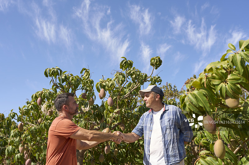 两名中年男子采摘前检查树上的芒果图片素材