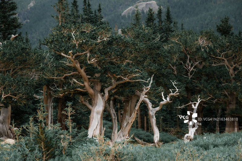 美国森林树木图片素材