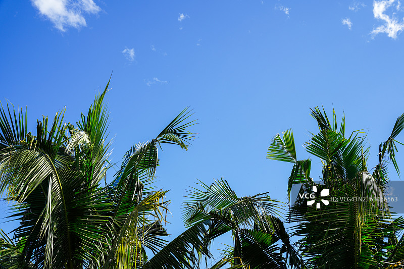 蓝天下茂盛的绿色棕榈树图片素材