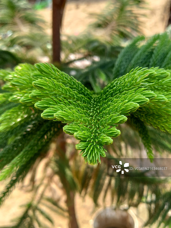 松树的特写图片素材
