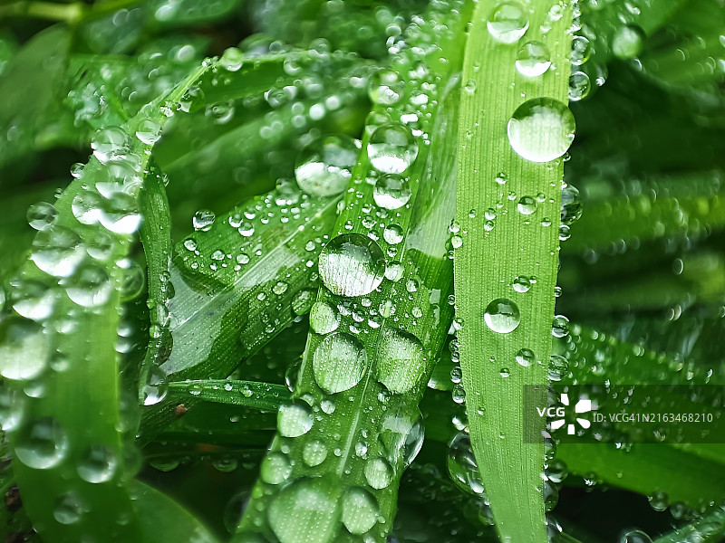 雨季潮湿的植物叶片特写图片素材