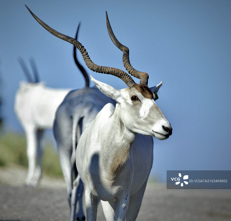特写：美国格伦罗斯原野上天空下的鹿图片素材