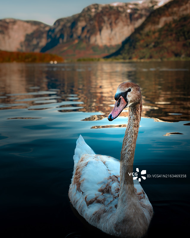 在湖中游泳的鸭子特写图片素材