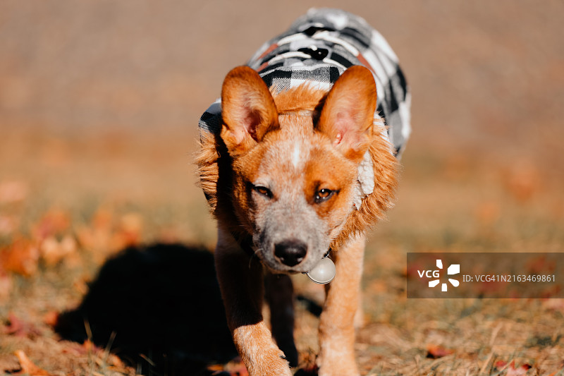 在美国田野上行走的狗的肖像图片素材