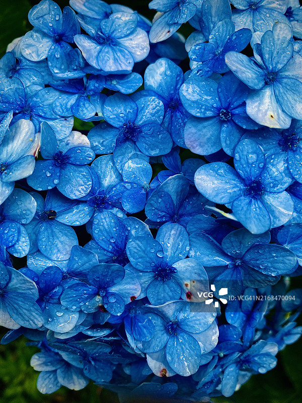 紫色绣球花和蓝色绣球花特写，斯里兰卡图片素材