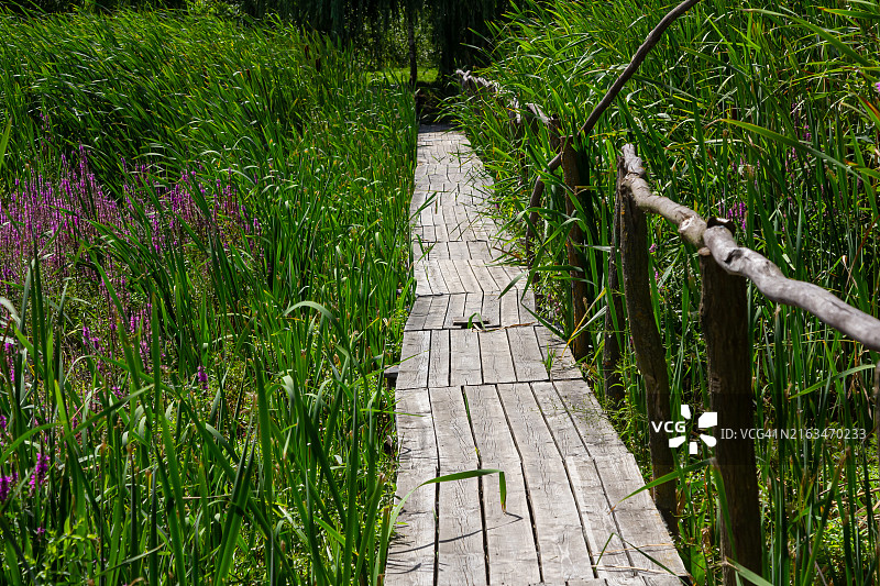 植物中的木板路景色图片素材