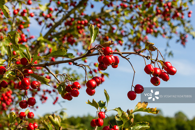 仰视镜头下的树上樱桃图片素材