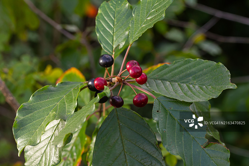 树上生长的浆果特写图片素材