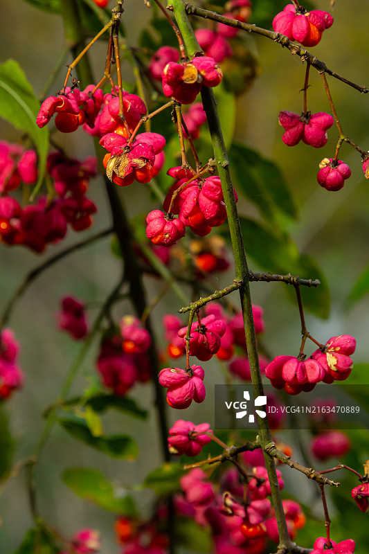 红色浆果长在树上的特写图片素材