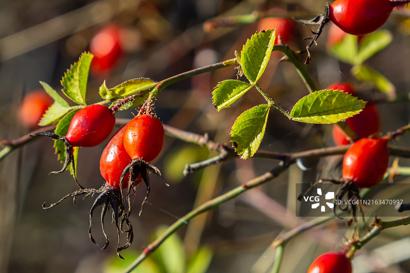 植物上生长的红色浆果特写图片素材