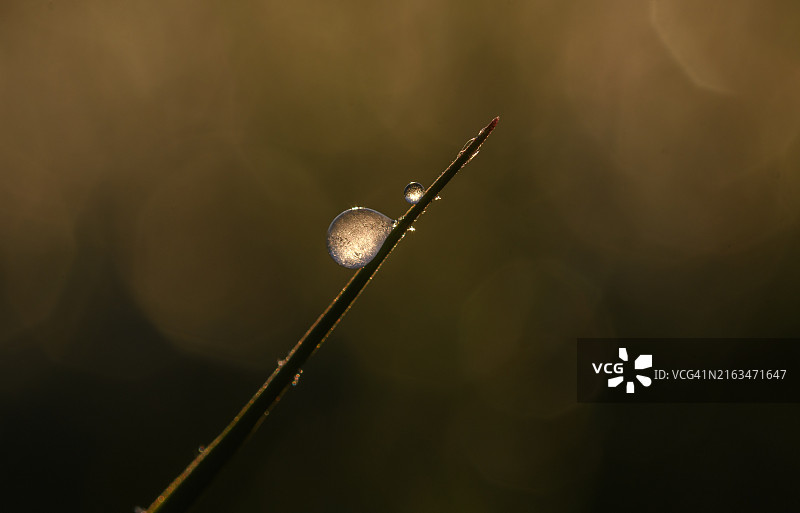 植物上的水滴特写图片素材
