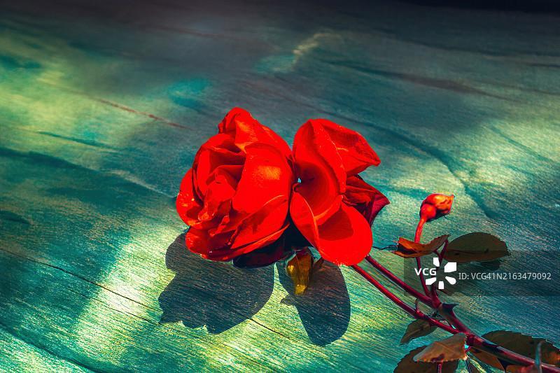 光影下的美丽玫瑰照片，德国布格布罗尔图片素材