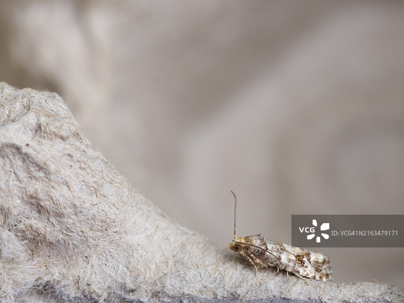 白松球果螟蛾，美国马萨诸塞州韦尔斯利图片素材