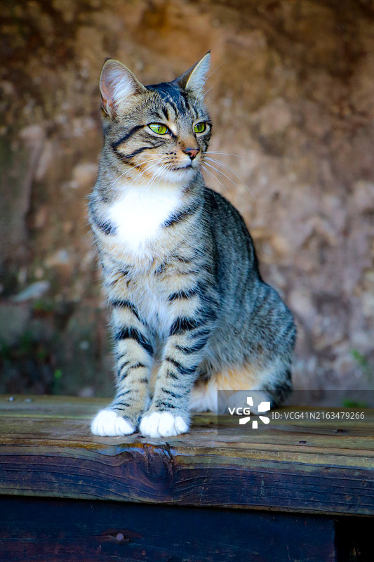 猫坐在户外的特写肖像图片素材