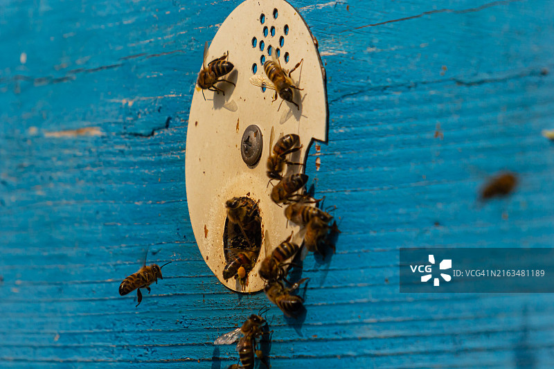 蜂巢附近的蜜蜂群图片素材