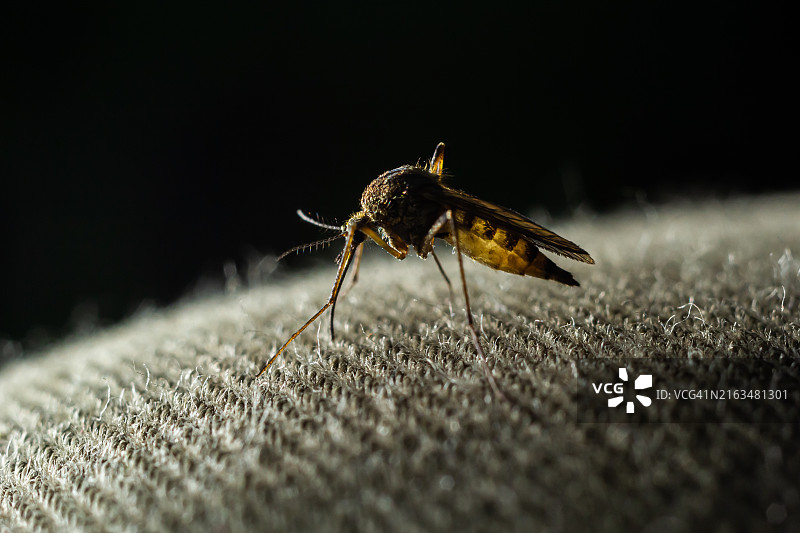 蚊子吸血特写，蚊子口器穿透衣物，蚊子是人畜疾病的传播者，选择性聚焦图片素材