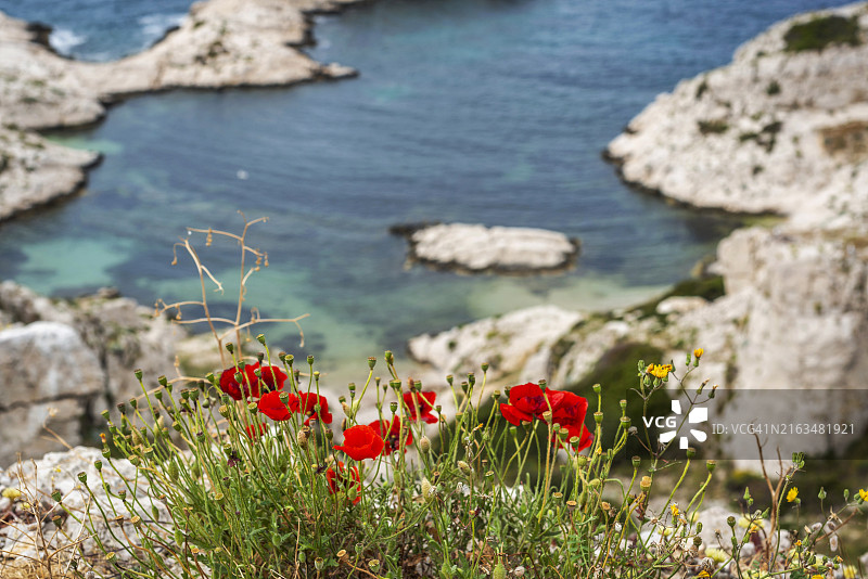 陆地上红色开花植物的特写图片素材