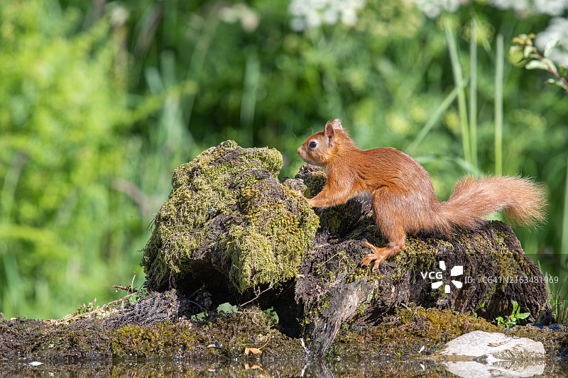 树干上的松鼠特写图片素材