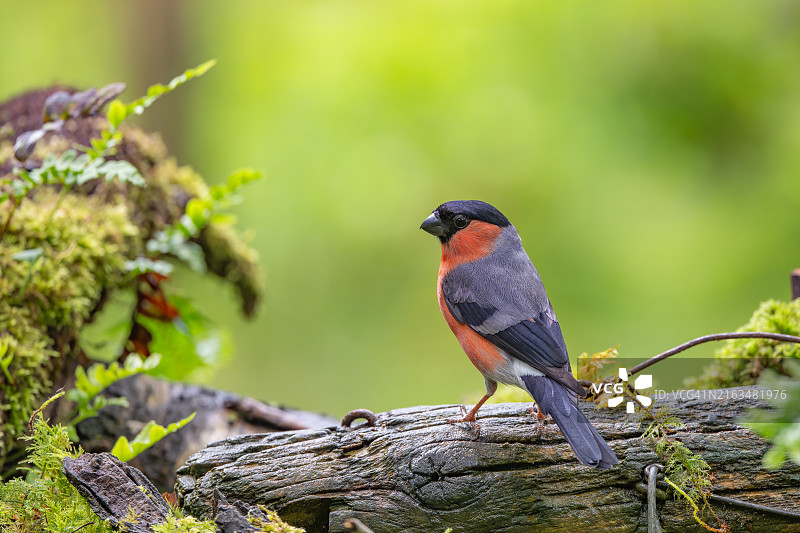 雀鸟栖息在树枝上的特写，英国坎布里亚图片素材