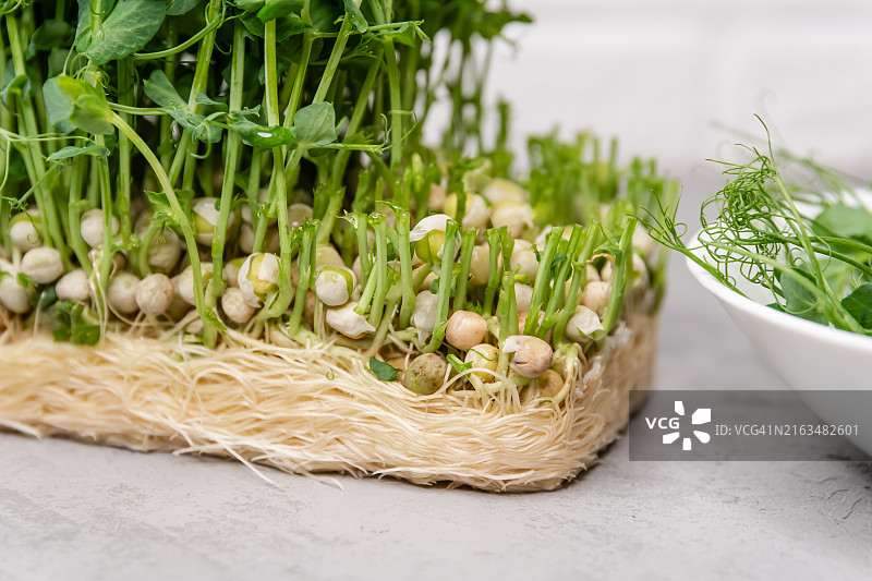 在透明容器中茁壮成长的鲜艳豌豆苗，城市风光图片素材