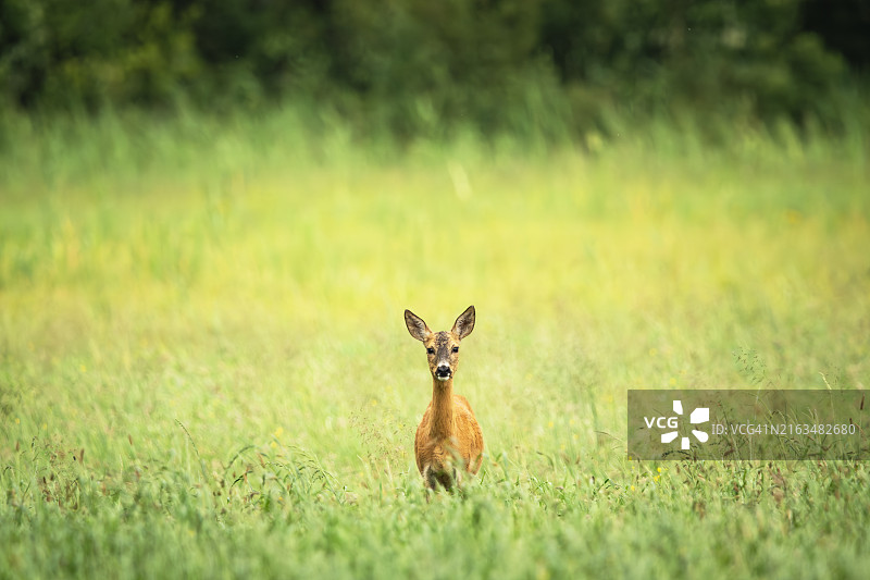 草地上狍子的肖像图片素材