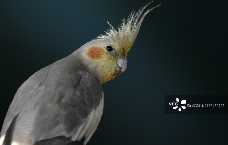 玄凤鹦鹉的特写，黑色背景图片素材