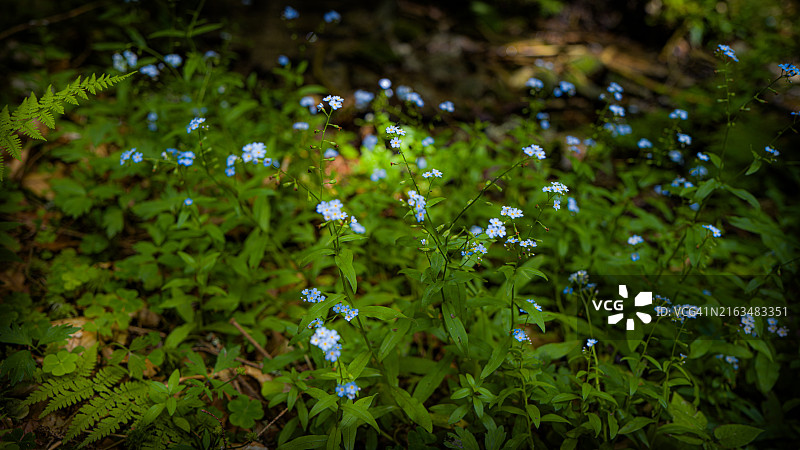 田野开花植物特写图片素材